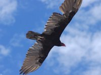 Les oiseaux et la lumière